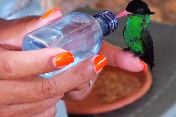 Rocklands Bird Sanctuary & City Highlights plus Shopping from Montego Bay - Rocklands is the reason to take this tour