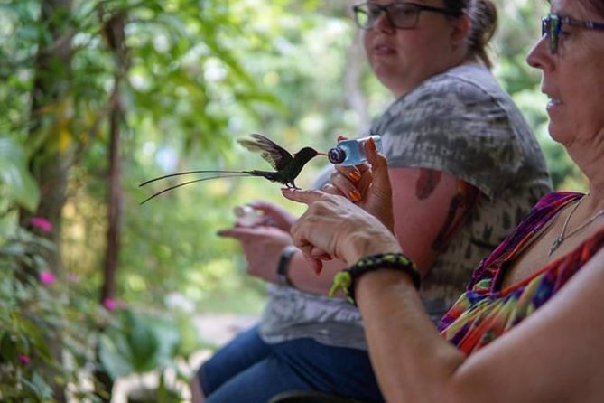 Rocklands Bird Sanctuary & City Highlights plus Shopping from Montego Bay - The Hip Strip brings shopping before sightseeing