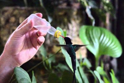 Rocklands Bird Sanctuary & City Highlights plus Shopping from Montego Bay