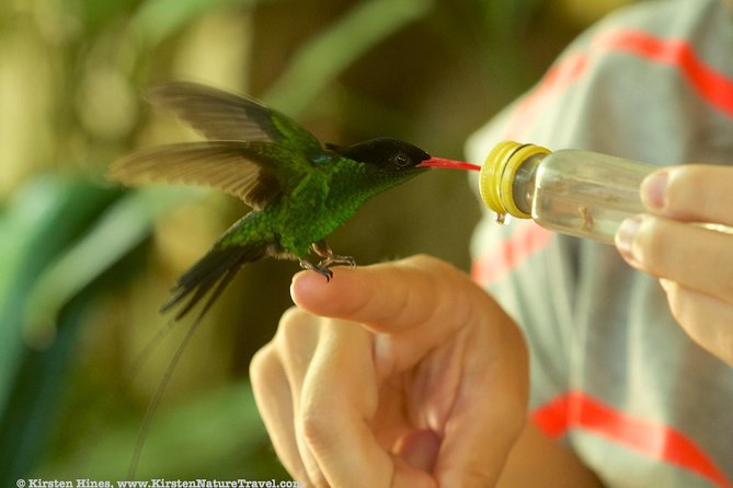 Rocklands Bird Sanctuary & City Highlights plus Shopping from Montego Bay - St James Parish Church adds an older side of Montego Bay