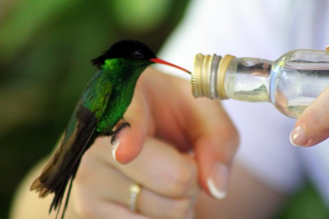 Rocklands Bird Sanctuary & City Highlights plus Shopping from Montego Bay - Richmond Hill is about the view