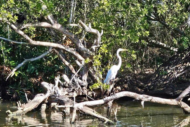 Scenic & Historical Nature Boat Safari Up the Negril River - Why the two-hour pace works