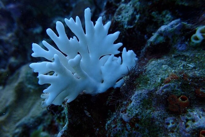 Scuba Diving and shopping on the Hipstrip. - What the three-hour Montego Bay outing is really like