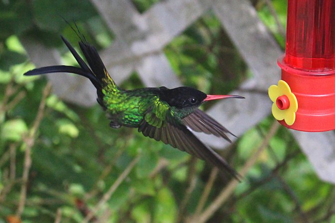Skip the Line: Ahhh Ras Natango Gallery and Garden Admission Tickets - Key points before you book
