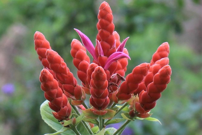 Skip the Line: Ahhh Ras Natango Gallery and Garden Admission Tickets - How long to allow for the visit