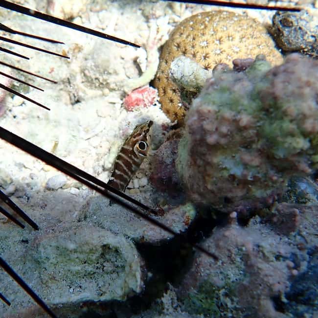 Snorkeling in Montego Bay with Transportation - Timing, cancellation, and practical checks