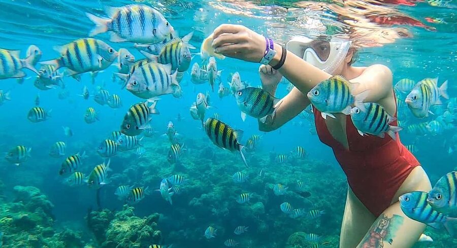 Snorkeling in Montego Bay with Transportation - The Montego Bay reef session