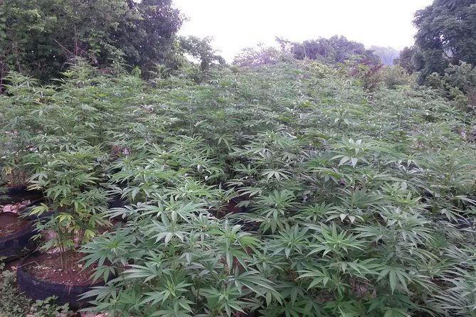 Stepping High Mountain Rastafari Herbs Tour - Key points at a glance