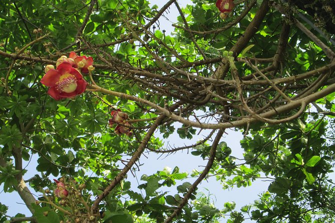 Stepping High Mountain Rastafari Herbs Tour - From Negril to the hills of Westmoreland