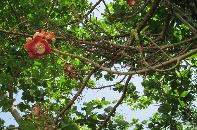 Stepping High Mountain Rastafari Herbs Tour - Food, drinks, and local hospitality