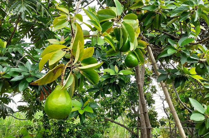 Stepping High Mountain Rastafari Herbs Tour - What the $140 price includes