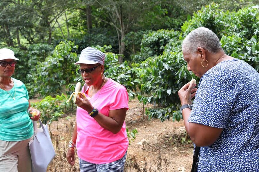 Taste of Jamaica Farm & Food Tour - Why the $98 price can make sense