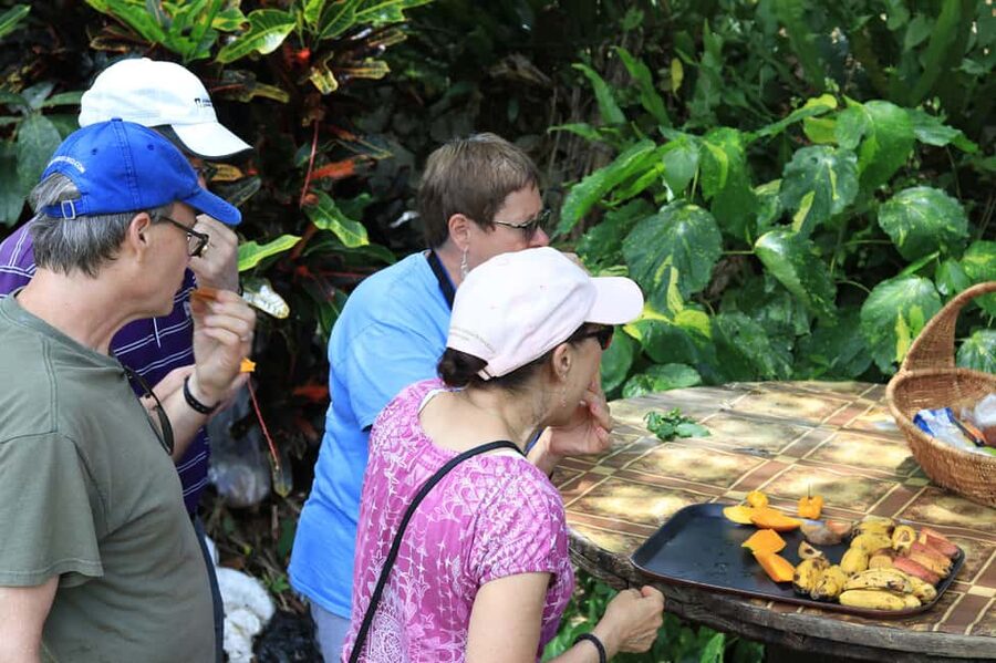 Taste of Jamaica Farm & Food Tour - Walking through the herbal garden