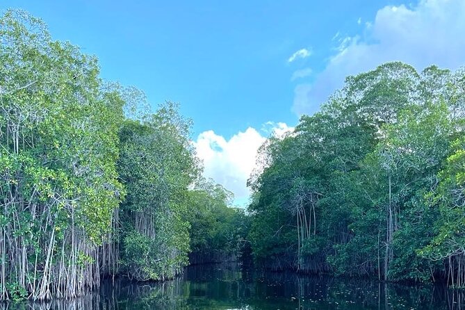 Tour to Black River and YS Falls - Who Will Like This Tour Most?