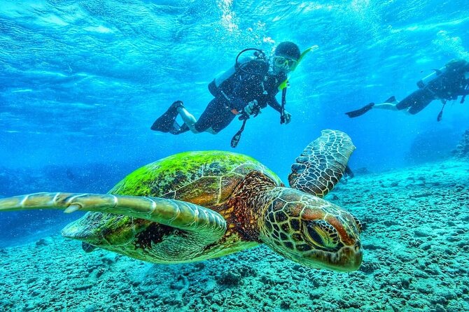 Two Tank Dive in Montego Bay w/Certified Divers - Two tank sessions on Montego Bay’s reefs