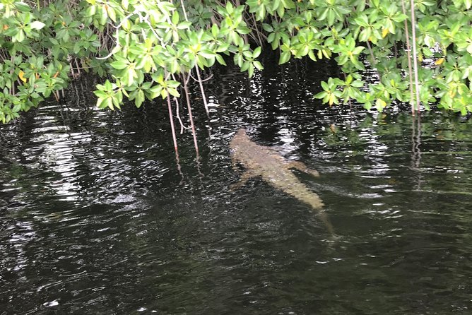 YS Falls, Black River Safari, Floyd’s Pelican Bar - What the $179.50 price really covers